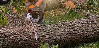 Best Tree Fertilization  in Leon, IA